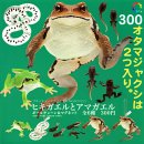 画像: ガチャガチャ新商品「ヒキガエルとアマガエル ボールチェーン＆マグネット」